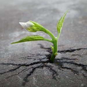 Hope in Times of Suffering