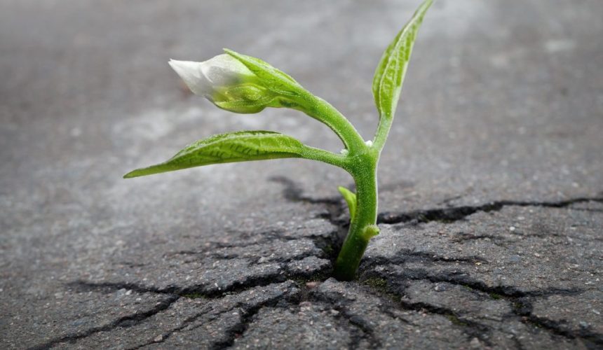 Hope in Times of Suffering